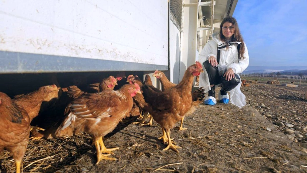 Atenționare DSVSA privind gripa aviară! Fermierii din Iași trebuie să respecte măsurile de biosecuritate