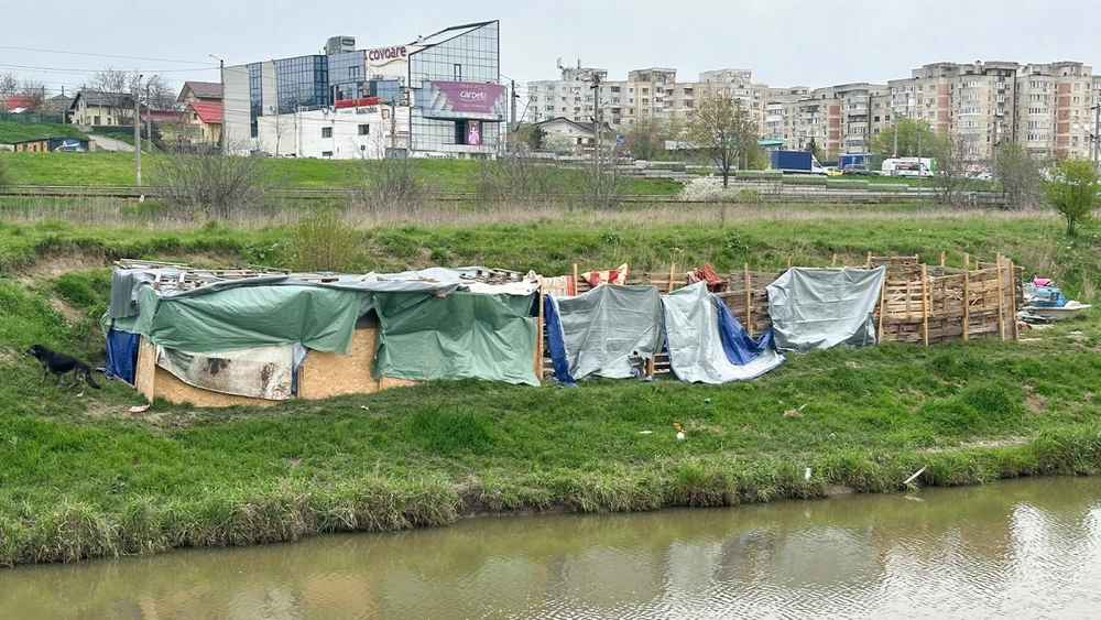 Padoc clandestin la marginea orașului Iași! Peste 30 de câini sunt ținuți în condiții improprii – VIDEO