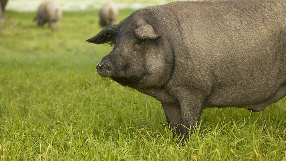 Rasa de porc iberic. Iată de ce este considerat una dintre cele mai apreciate delicatese din lume!