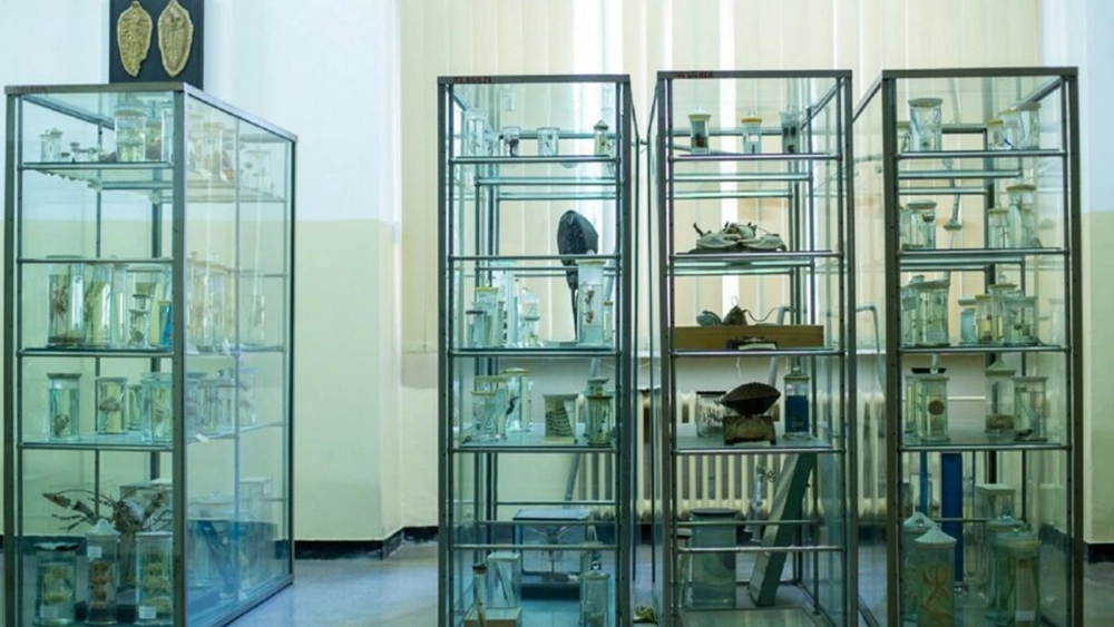 Facultatea de Biologie din Iași deschide ușile colecției de zoologie, cu ocazia evenimentului Noaptea Muzeelor 2026