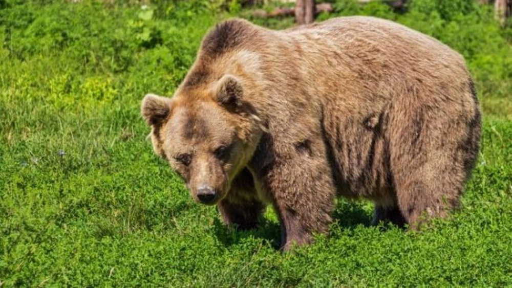 Un urs, în pădurile de lângă Capitală! Avertismentul autorităților pentru cetățeni! 