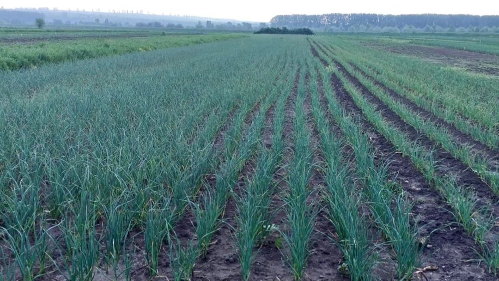 Producătorii de usturoi din Iași trebuie să aducă documentele justificative ale vânzării. Controalele în ferme se apropie de final