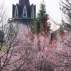 Iașul, plin de culoare! Galerie foto impresionantă cu magnoliile înflorite din municipiu