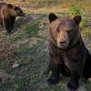 O tânără din Iași a murit, după ce s-a speriat de un urs și a căzut într-un lac din Harghita
