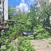 Intervenție pentru degajarea unui arbore căzut peste două autoturisme, în municipiul Iași