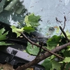 Intervenție pentru degajarea unui copac căzut pe un autoturism, în municipiul Iași