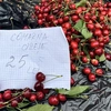 Dacă știu unde să caute, ieșenii pot găsi cireșe românești în piețele din oraș! Prețul per kilogram ajunge la 25 de lei