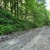 Romsilva amenajează un nou drum forestier în județul Iași! Lungimea este de 3,8 km și asigură accesul în mai multe zone