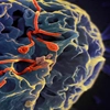 Alertă medicală în Europa! O boală mortală și extrem de contagioasă face ravagii
