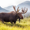 Elanul revine în România! Proiect-mamut de conservare și educație ecologică în Ținutul Zimbrului