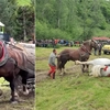 Filmul tragediei de la Sângeorz-Băi! Falko, calul campion, a murit după ce a câștigat concursul de tras bușteni