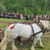 Falko, calul de mii de euro, a murit pe terenul de concurs. Ancheta scoate la iveală detalii șocante