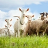 România, lider regional în creșterea de ovine și caprine: fermierii români urcă țara pe locul doi în UE