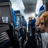 S-au impus reguli clare pentru persoanele care merg cu animalele de companie în vacanță! Ce nu mai au voie să facă
