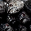 Alertă alimentară la Auchan! Dacă ai cumpărat acest pește, aruncă-l