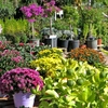 Interzis pentru românii care au casă la curte. Plantele pe care să nu le pui în grădină