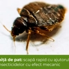Ploșniță de pat: scapă rapid cu ajutorul insecticidelor cu efect mecanic