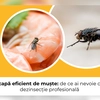 Scapă eficient de muște: de ce ai nevoie de dezinsecție profesională