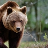 Alertă în Neamț: Urs semnalat în comuna Fărcașa. Locuitorii au primit mesaj Ro-Alert