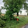 Intervenție a echipelor Secției Drumuri Naționale Iași pentru îndepărtarea arborilor doborâți de vântul puternic