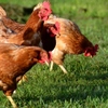De ce să cumperi carne de pasăre direct de la ferma de pui