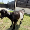 Tică, iedul care a supraviețuit miraculos la Facultatea de Medicină Veterinară din cadrul USV Iași, își petrece vacanța de vară în Bucovina: „Are ca prieteni șase căluți din rasa Shagya Arab”