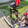 Misiune de salvare – Câine blocat în compartimentul motor al unui autoturism în orașul Târgu Frumos