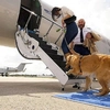 Animalele de companie pot călători în cabina avionului, fără restricții de dimensiune sau greutate