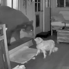 Câinele erou care a înfruntat un urs sălbatic în timp ce stăpâna dormea