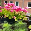 Top șapte plante de balcon care iubesc soarele