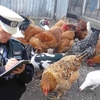 Câte păsări ai voie să creşti la curte. Distanța la care trebuie ţinute față de vecini