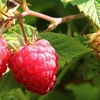 Cât costă un kilogram de zmeură în 2025? Producătorii din Iași estimează producție mare și fructe aromate