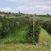 Fermierii, revoltați de birocrația excesivă! Alin Aignătoaei, producător din Iași: „Practic, eu trebuie să merg de 20 de ori la primărie să las carnetul și de 20 de ori să-l iau”