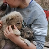 Ce obligații legale au românii care adoptă animale de pe stradă! Puțini știu de această regulă!