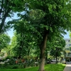 Interzis pentru românii care au copaci în fața blocului! Sancțiuni drastice pentru locatarii care nu respectă regula