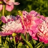 Ai plantat bulbi de flori decorative? E timpul sa te bucuri de frumusețea lor și să te pregătești pentru un nou sezon în această toamnă