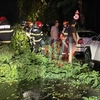 Un arbore a căzut peste trei autoturisme parcate pe Aleea Tudor Neculai, municipiul Iași