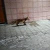 Problema animalelor sălbatice din Iași, discutată în ședința de Consiliu Local. Mihai Chirica: „Am avut acțiuni privind combaterea vulpilor, a câinilor fără stăpân și chiar a șacalilor”