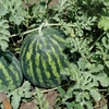 Pepenele verde, produsul vedetă al verii, întârzie pe piața românească din cauza vremii nefavorabile și a concurenței din import