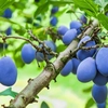 Avertizare pentru livezile de prun! Tratamente necesare împotriva viermelui Laspeyresia