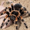 Vameșii au deschis coletul și au rămas fără cuvinte: 1.500 de tarantule printre biscuiți
