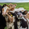 O boală rară și gravă, asemănătoare leucemiei umane, a fost depistată într-o fermă din România