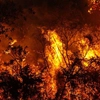 Tragedie în Spania! Român carbonizat în incendiile de lângă Madrid. Detalii cutremurătoare
