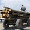 Prețurile pentru lemnele de foc, practicate de Direcția Silvică Iași, nu au crescut. TVA-ul este mai mare de la 1 august 2025