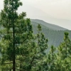 După două decenii, se redeschide dosarul retrocedării celor 43.227 de hectare de pădure
