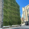 UMF Iași aduce natura în oraș: Policlinica de Stomatologie Pediatrică are acum un perete verde cu iederă