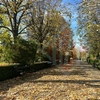 Peisaje de poveste în Grădina Botanică din Iași! Toamna își arată farmecul deplin