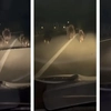 O ursoaică și trei pui, surprinși pe o șosea din Alba. Animalele au alergat prin fața unei mașini