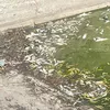 Peștii din lacul Ciric, din Iași, au murit din cauza caniculei. Fenomenul se repetă în fiecare an, potrivit specialiștilor