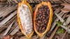 Arborele de cacao – Povestea fascinantă a copacului care dă naștere ciocolatei